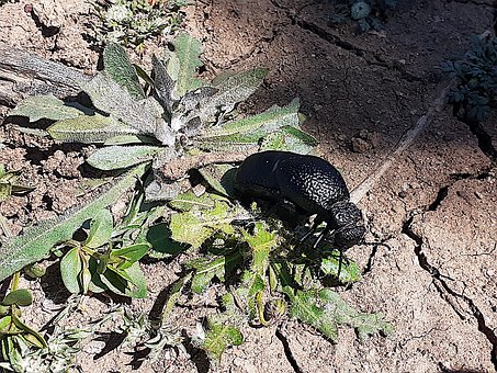Insekt, Bille, Natur, Dyr, Fauna