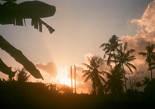 Free Trees Sunset photo and picture