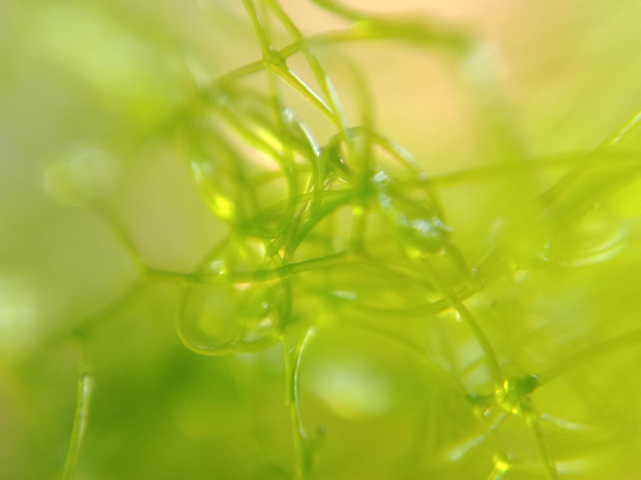 Algae Nature Moss - Free photo on Pixabay