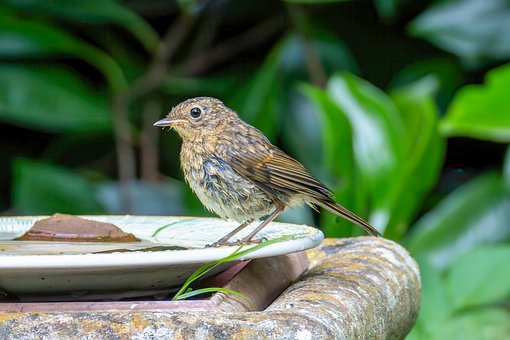 Free Robin Bird photo and picture
