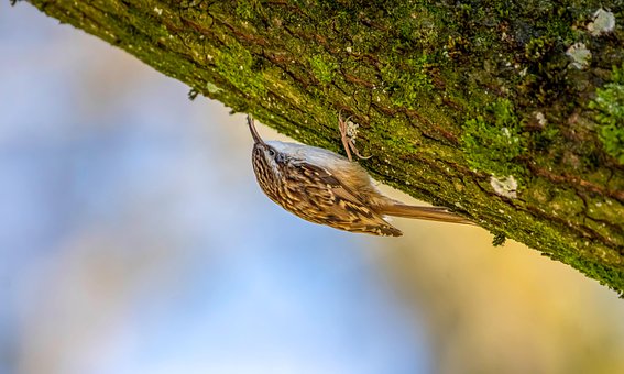Free Treecreeper Bird photo and picture