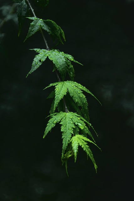 Free Chicken Feet Maple Trees photo and picture