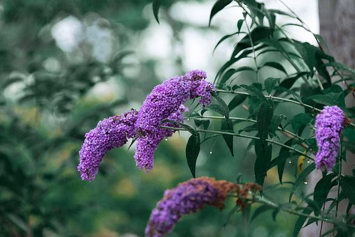 Free Buddaria Flowers photo and picture