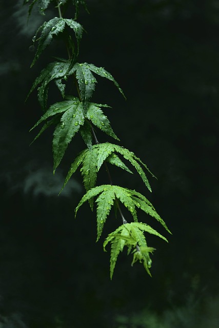 Free Chicken Feet Maple Trees photo and picture