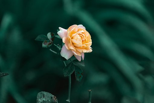 Free Chinese Rose Flowers photo and picture