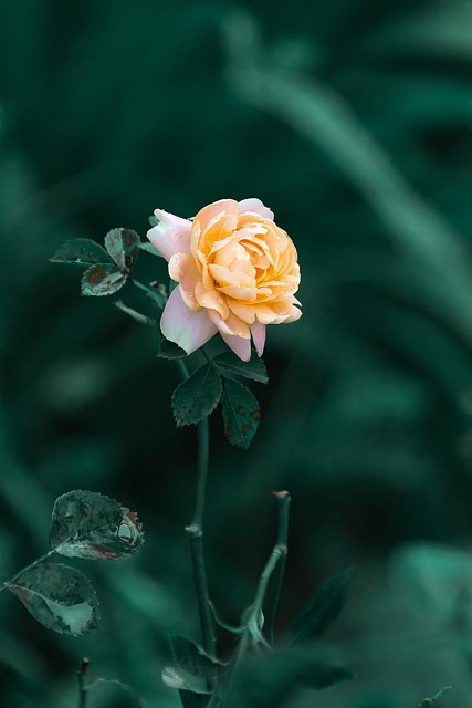 Free Chinese Rose Flowers photo and picture