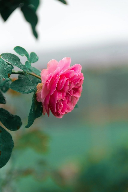Free Chinese Rose Flowers photo and picture