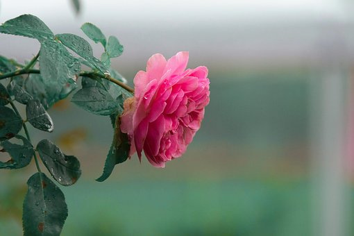 Free Chinese Rose Flowers photo and picture