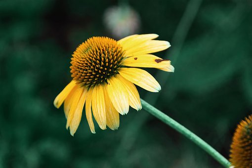 Free Echinacea Flowers photo and picture