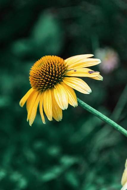 Free Echinacea Flowers photo and picture