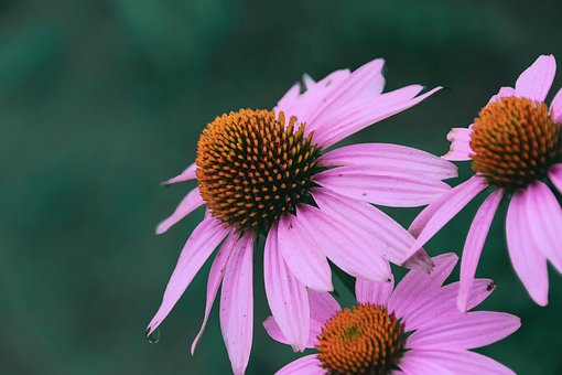 Free Echinacea Flowers photo and picture