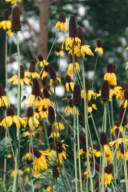 Free Echinacea Flowers photo and picture