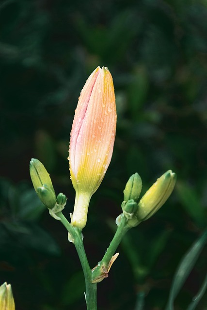 Free Flowers Hemerocallis photo and picture