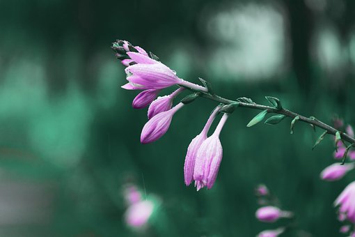 Free Purple Calyx Flowers photo and picture