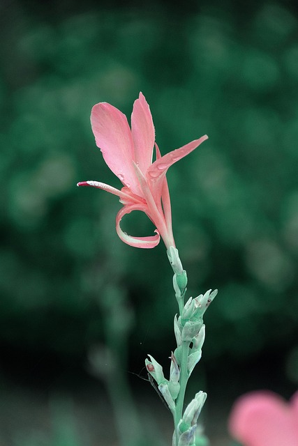 Free Canna Indica Plant photo and picture