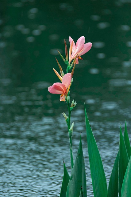 Free Canna Indica Plant photo and picture