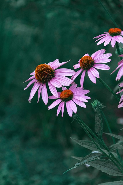 Free Echinacea Flowers photo and picture