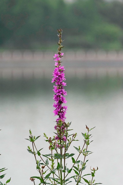 Free Lythrum Chinensis Plant photo and picture