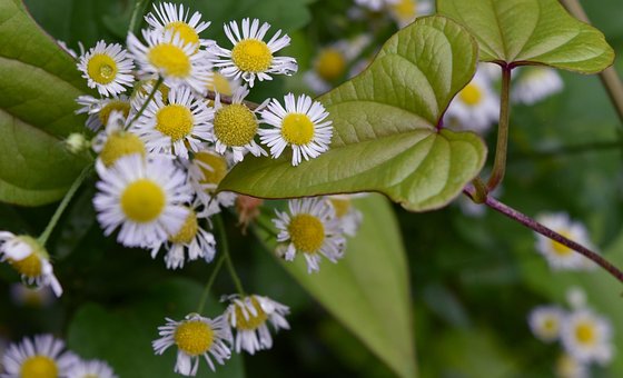 Free Daisy Beautiful photo and picture