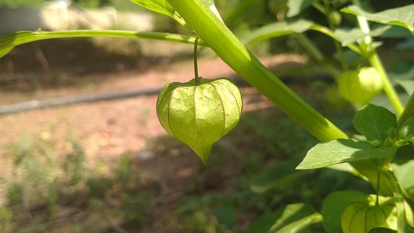 Mad, Frugt, Træ, Tamarind, Natur, Frisk