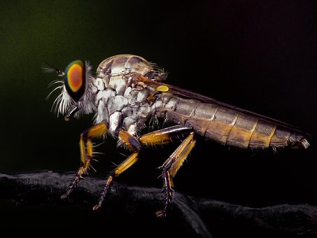 Free Robberfly Fly photo and picture