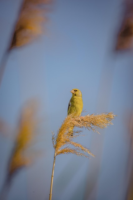 Pájaro, Naturaleza, Animal, Aviar