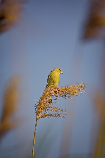 Pájaro, Naturaleza, Animal, Aviar