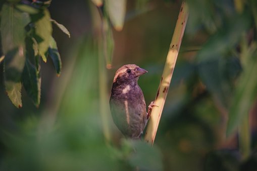 Pájaro, Naturaleza, Animal, Aviar