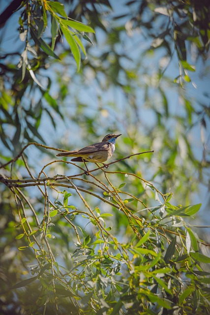 Pájaro, Naturaleza, Animal, Aviar