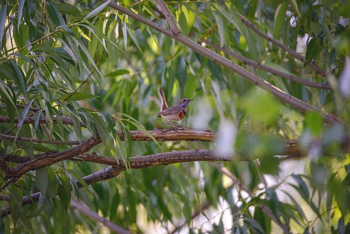 Pájaro, Naturaleza, Animal, Aviar