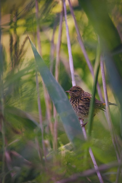 Pájaro, Naturaleza, Animal, Aviar