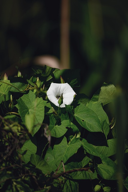 Flor, Naturaleza, Florecer, Floración