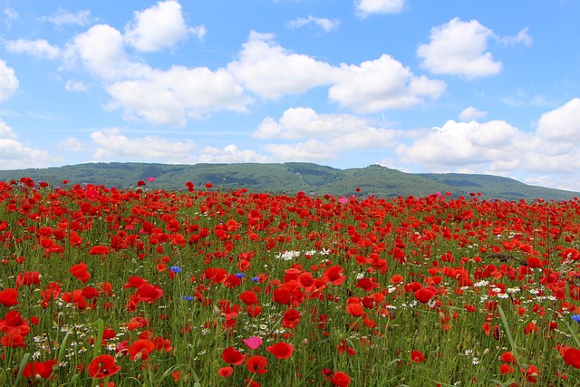 Amapola De Maíz, Amapola