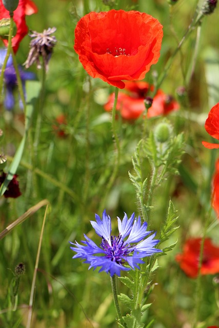Amapola De Maíz, Flor