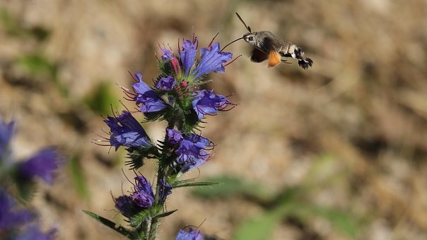 Free Pollinator Bumble photo and picture