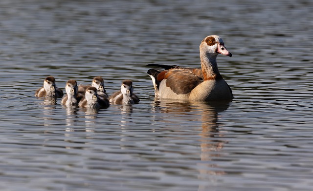 Ägyptische Gänse, Gänseküken