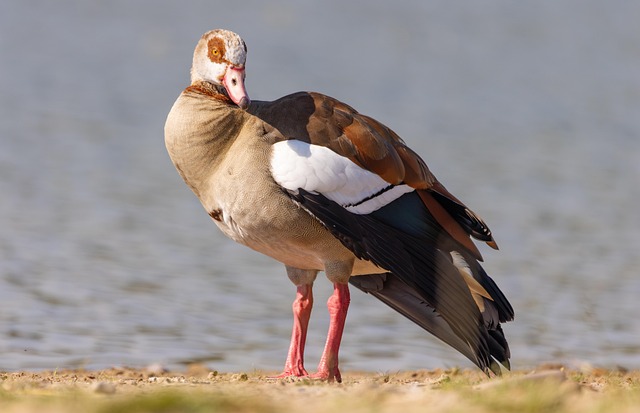 Ägyptische Gans, Wasservogel, Natur