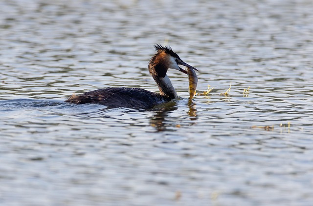 Haubentaucher, Natur, Vogel, Wasservogel