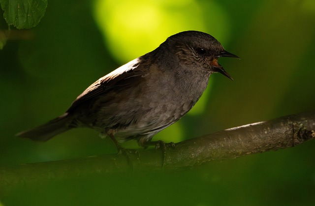 Singvogel, Vogel, Natur, Tier, Tierwelt
