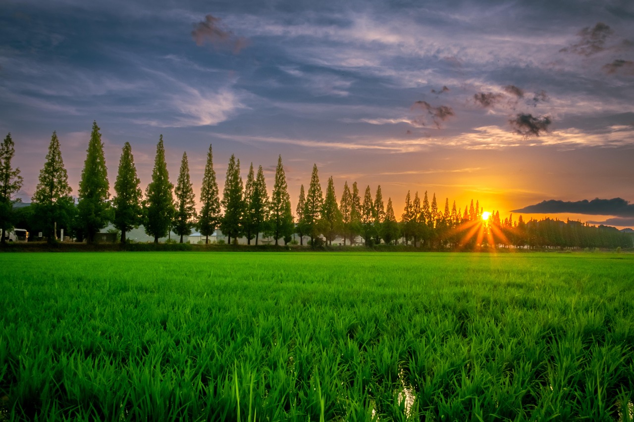 Korea Ruộng Lúa Nature - Free photo on Pixabay - Pixabay