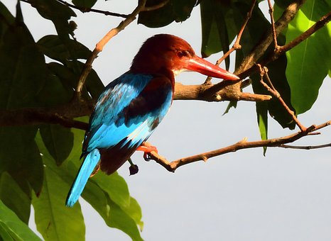 Free Kingfisher Bird photo and picture