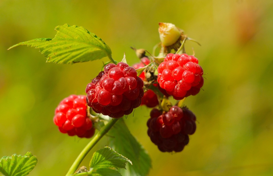 Fruit Raspberries Red - Free photo on Pixabay - Pixabay