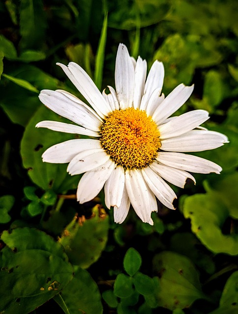 Blume, Natur, Pflanze, Garten