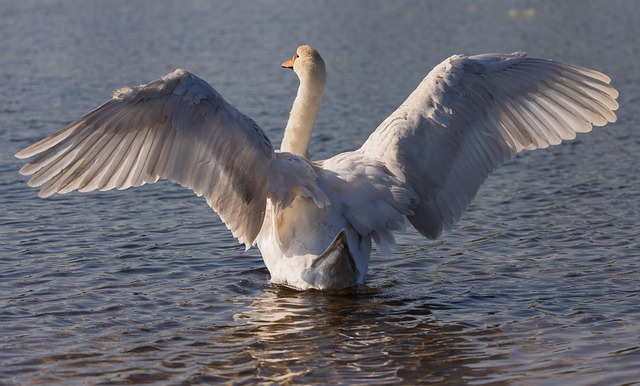Schwan, Vogel, Natur, Wasservogel, See