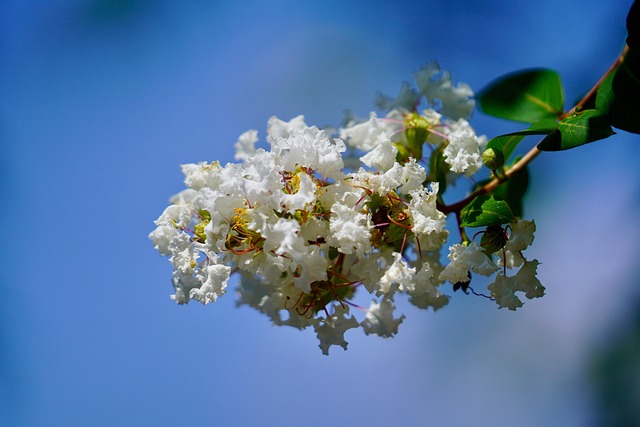 Free Flower White Wallflower photo and picture