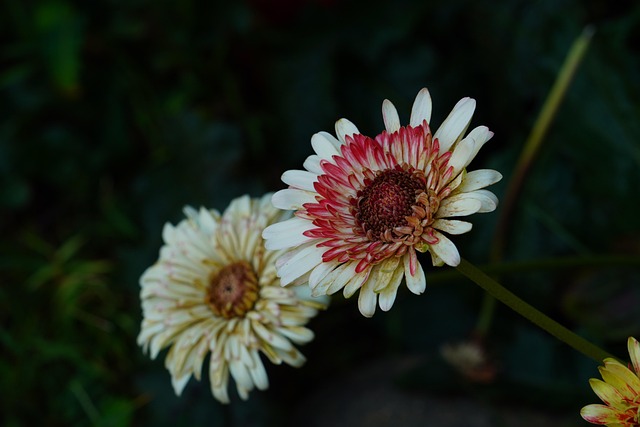 Free Flower Gerbera photo and picture