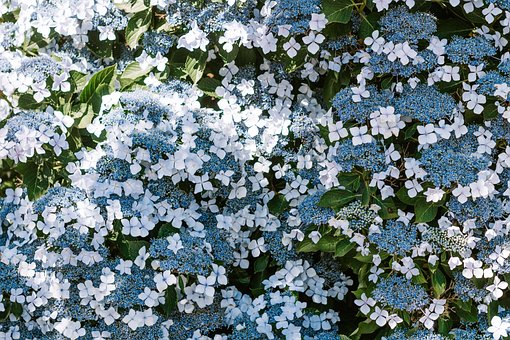 Free Flower Flowers photo and picture