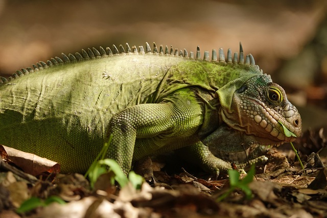 iguana, lesser antilles iguana, peyi iguana, reptile, lizard, islet chancel, chancel, island, caribbean, west indies, animal, savage, peyi, country, critically endangered, nature