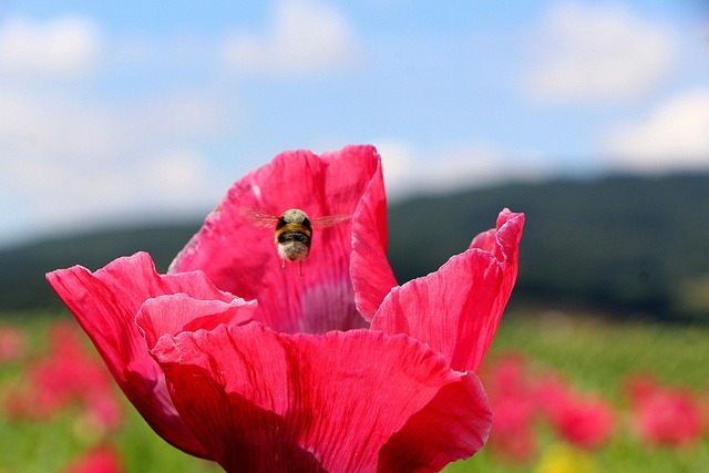 Flor De Amapola, Abeja, Naturaleza