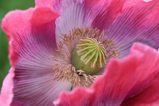 Flor De Amapola, Amapola De Opio